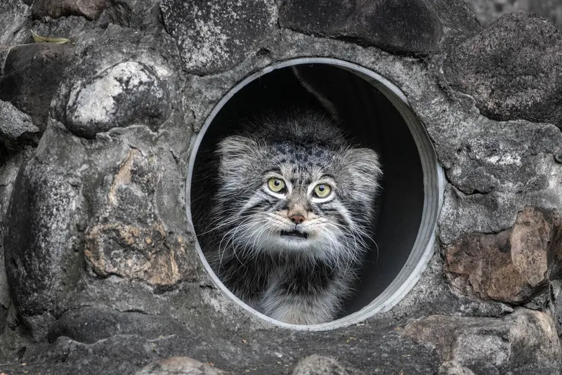 モスクワ動物園のティモフェイの写真