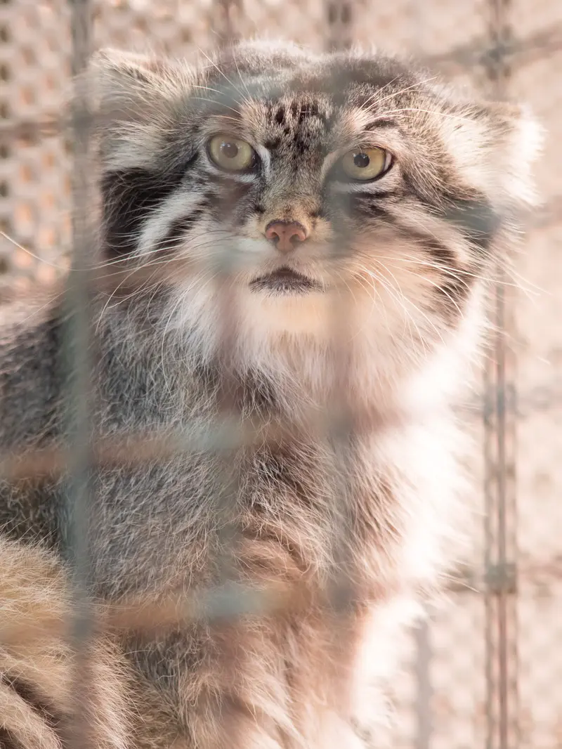神戸市立王子動物園のイーリスの写真