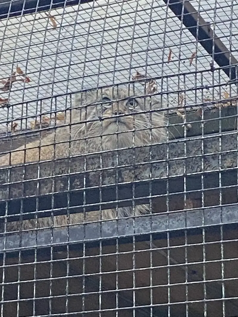 レニングラード動物園のシューの写真