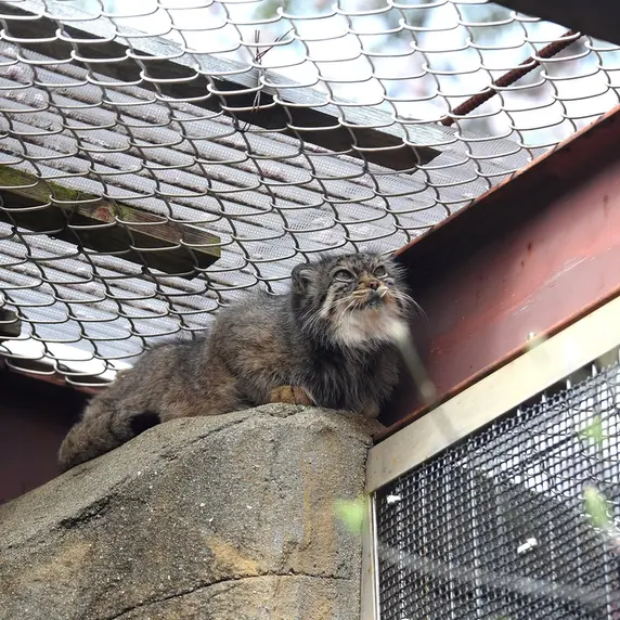神戸市立王子動物園のペッキーの写真
