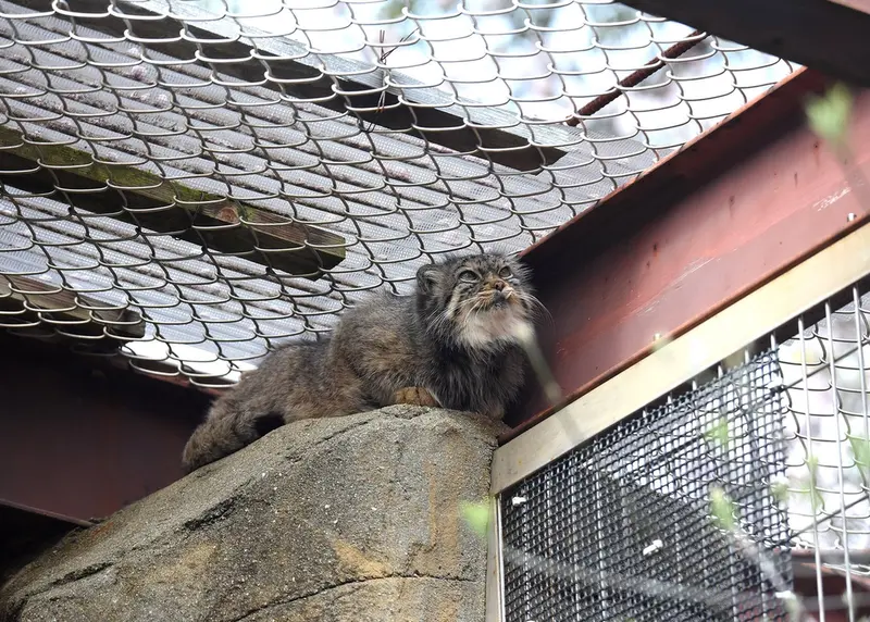 神戸市立王子動物園のペッキーの写真