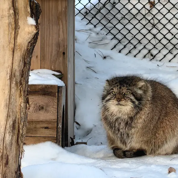 ノヴォシビルスク動物園のラストチカの写真