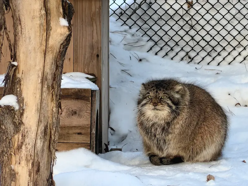 ノヴォシビルスク動物園のラストチカの写真