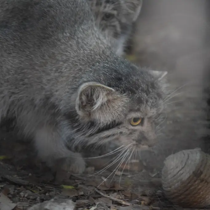 ブダペスト動物園・植物園のルーシーの写真
