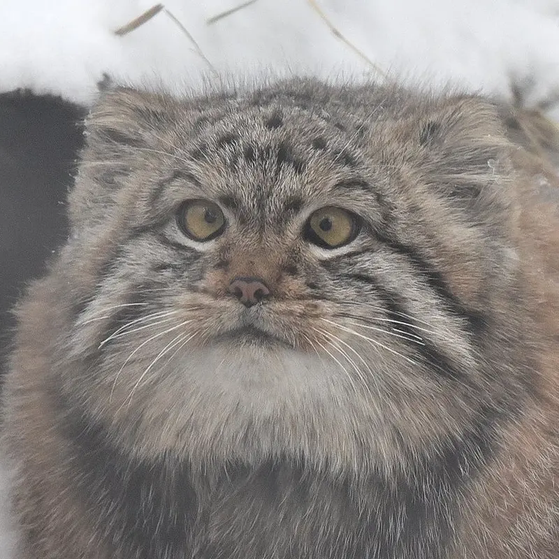 ノヴォシビルスク動物園のマヌルネコのコソグラジク