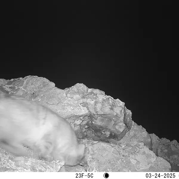 ベッショキー1カメラトラップで撮影したオトコロブス・マヌル・マヌルの写真