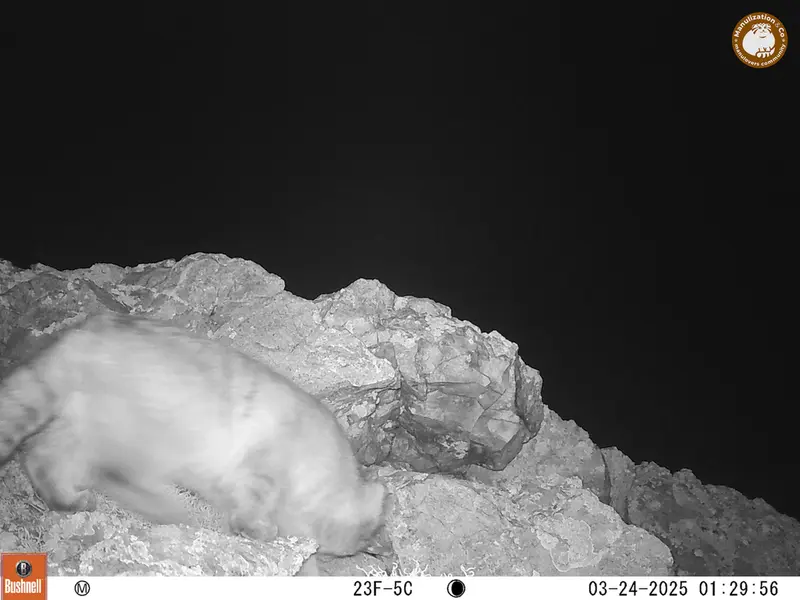 ベッショキー1カメラトラップで撮影したOtocolobus manul manulの写真
