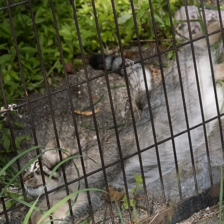 旭山動物園のヒデの写真