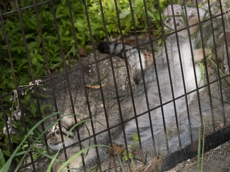 旭山動物園のヒデの写真