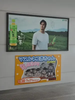 神戸どうぶつ王国のマヌルネコの写真