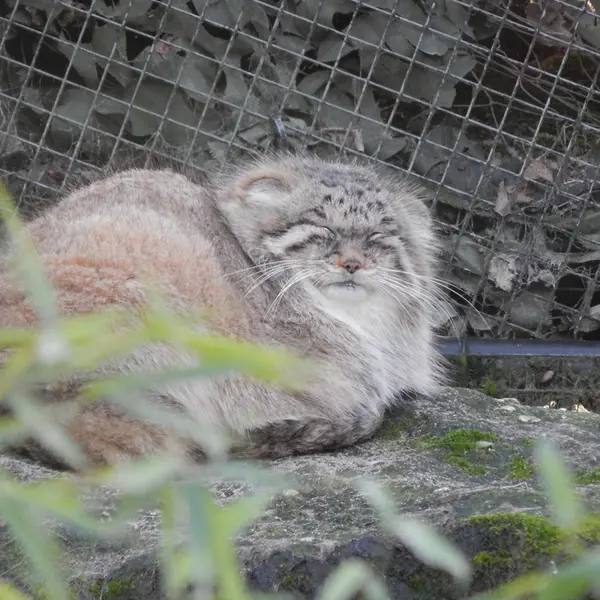 ロッテルダム動物園のコタの写真