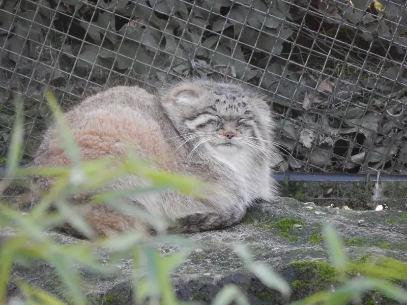 ロッテルダム動物園のコタの写真