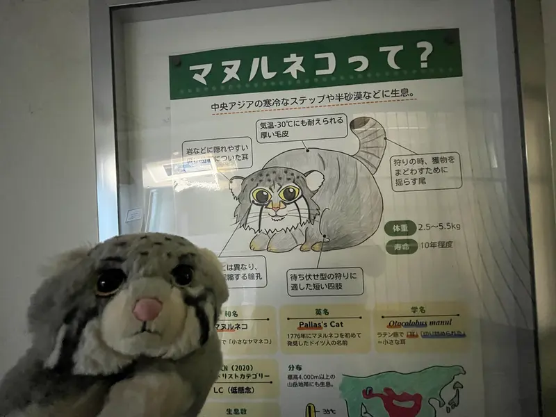 マヌルネコの写真