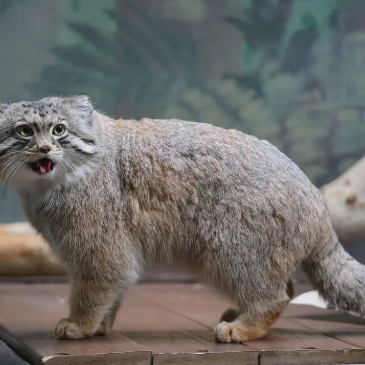 バーミンガム動物園のバタールの写真