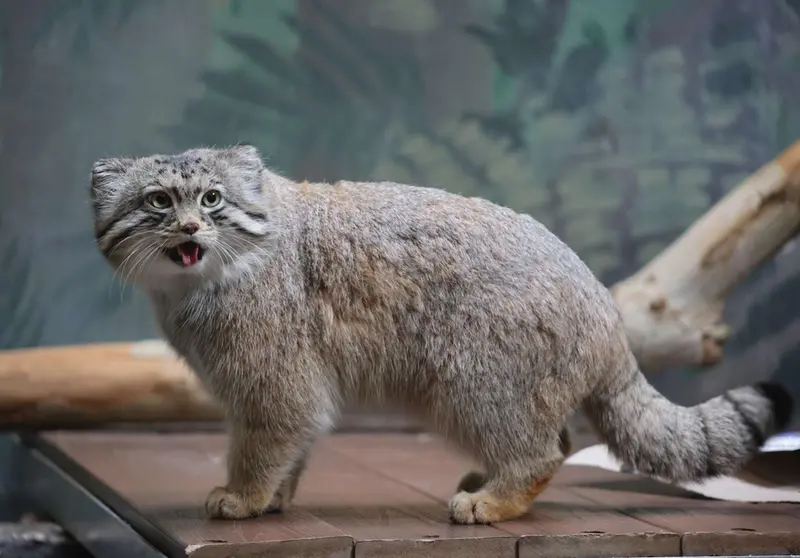 バーミンガム動物園のバタールの写真