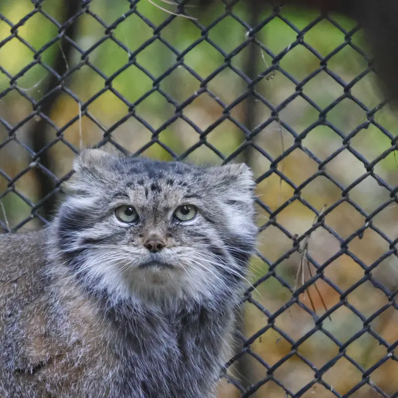 ノヴォシビルスク動物園のラストチカの写真