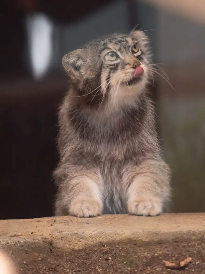 神戸市立王子動物園のイーリスの写真