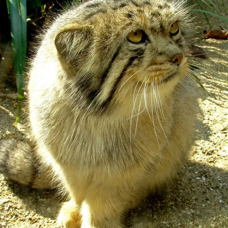 神戸市立王子動物園の衛門の写真