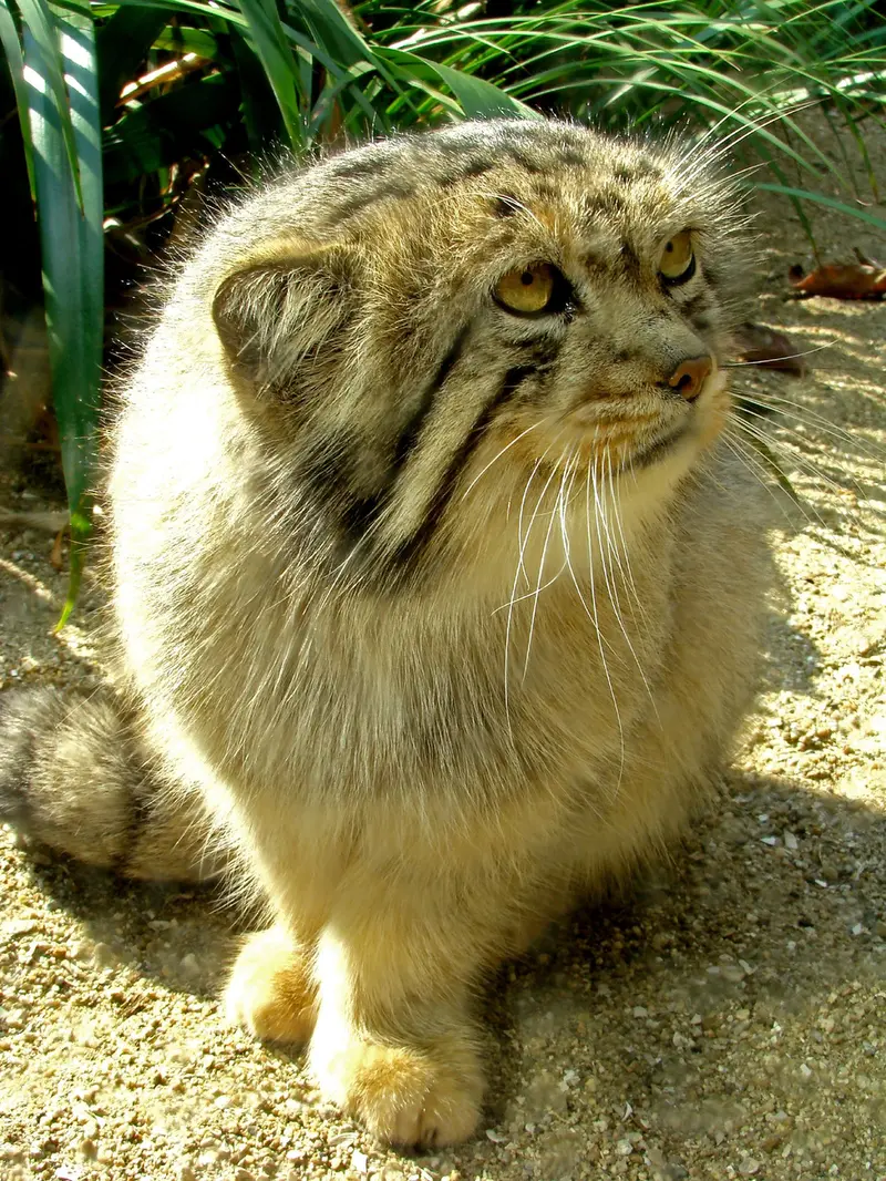 神戸市立王子動物園の衛門の写真