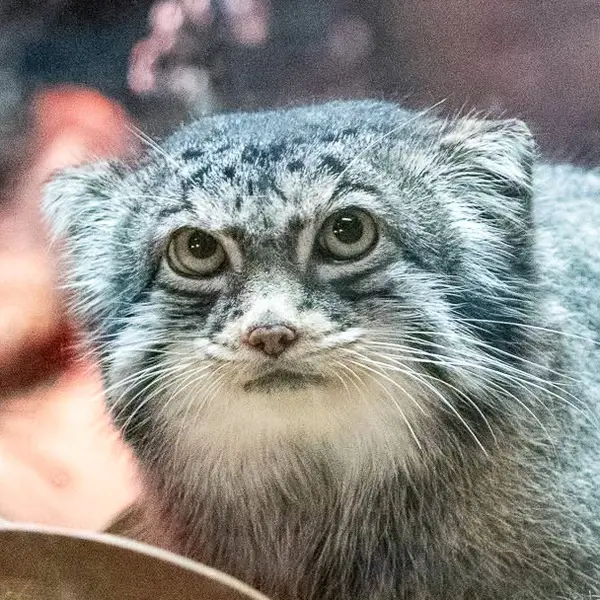 スペリオル湖動物園のマヌルネコのパブ