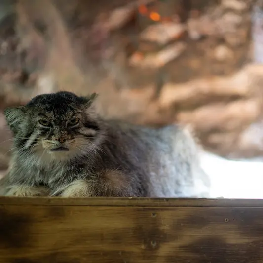 恩賜上野動物園のプリームラの写真