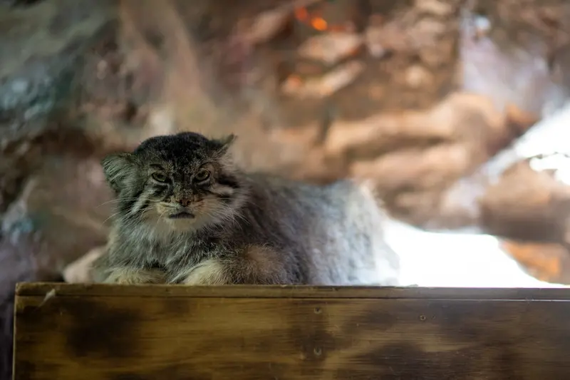恩賜上野動物園のプリームラの写真