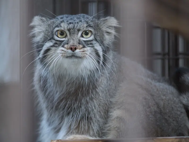 野毛山動物園のフィーガの写真