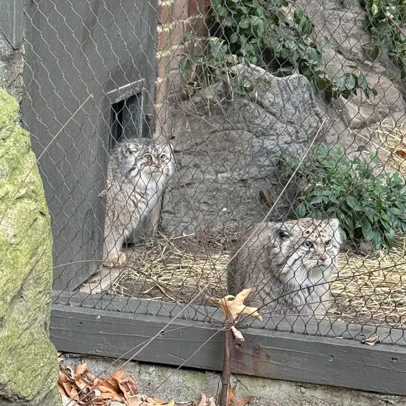 プロスペクト・パーク動物園のサルナイとバトゥの写真