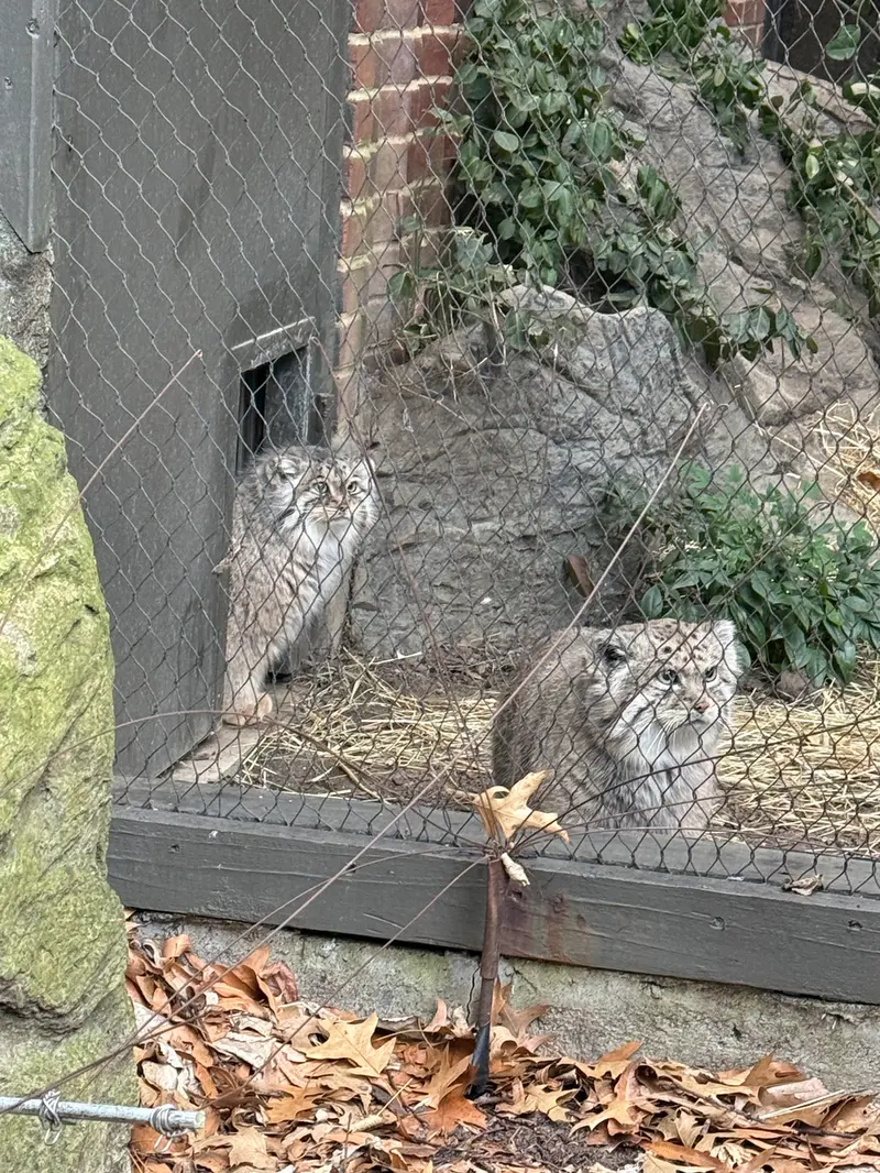 プロスペクト・パーク動物園のサルナイとバトゥの写真