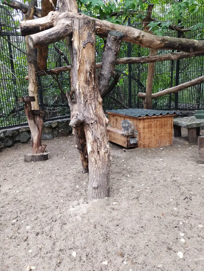 ノヴォシビルスク動物園のマヌルネコの写真