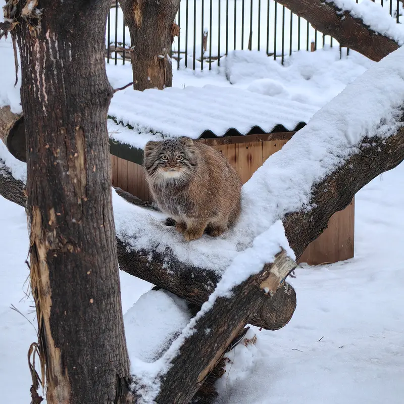 ノヴォシビルスク動物園のアッケムの写真