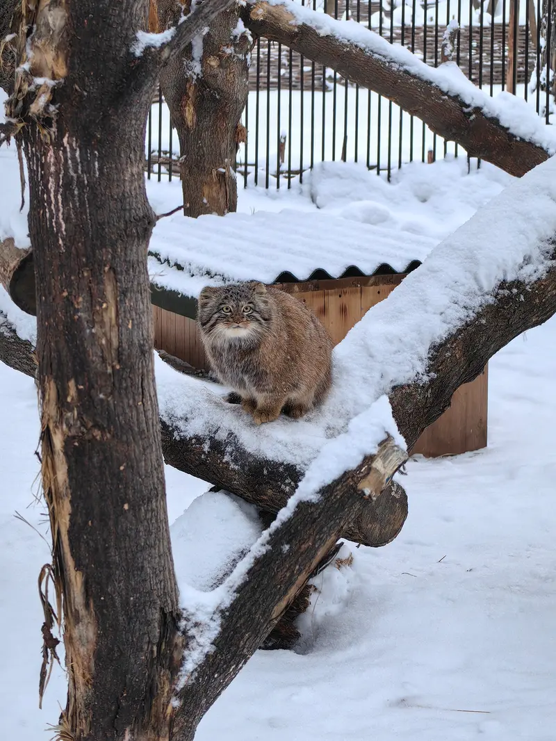 ノヴォシビルスク動物園のアッケムの写真