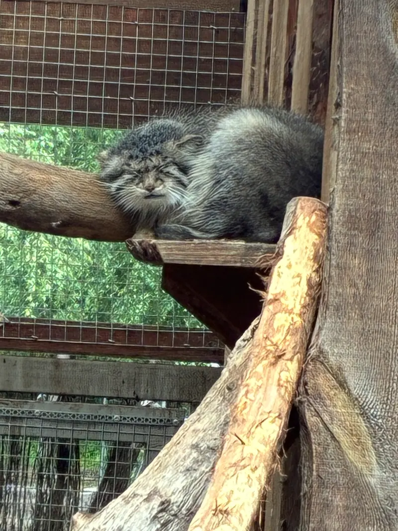 タリン動物園のアルタニの写真