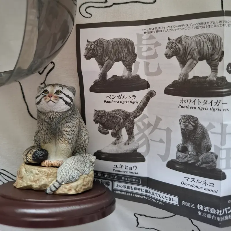 マヌルネコの写真
