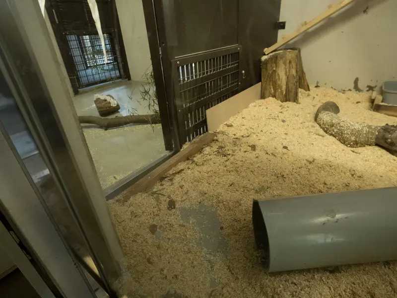 野毛山動物園のマヌルネコの写真