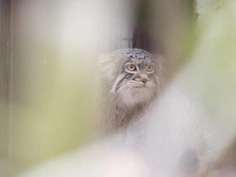 野毛山動物園のフィーガの写真