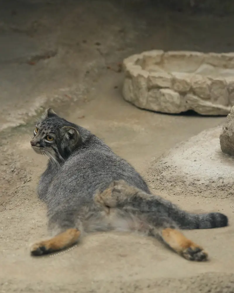 神戸どうぶつ王国のメイの写真
