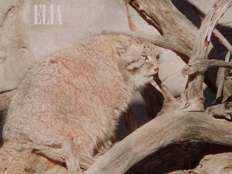 カルガリー動物園 / ワイルダー研究所のオラフの写真