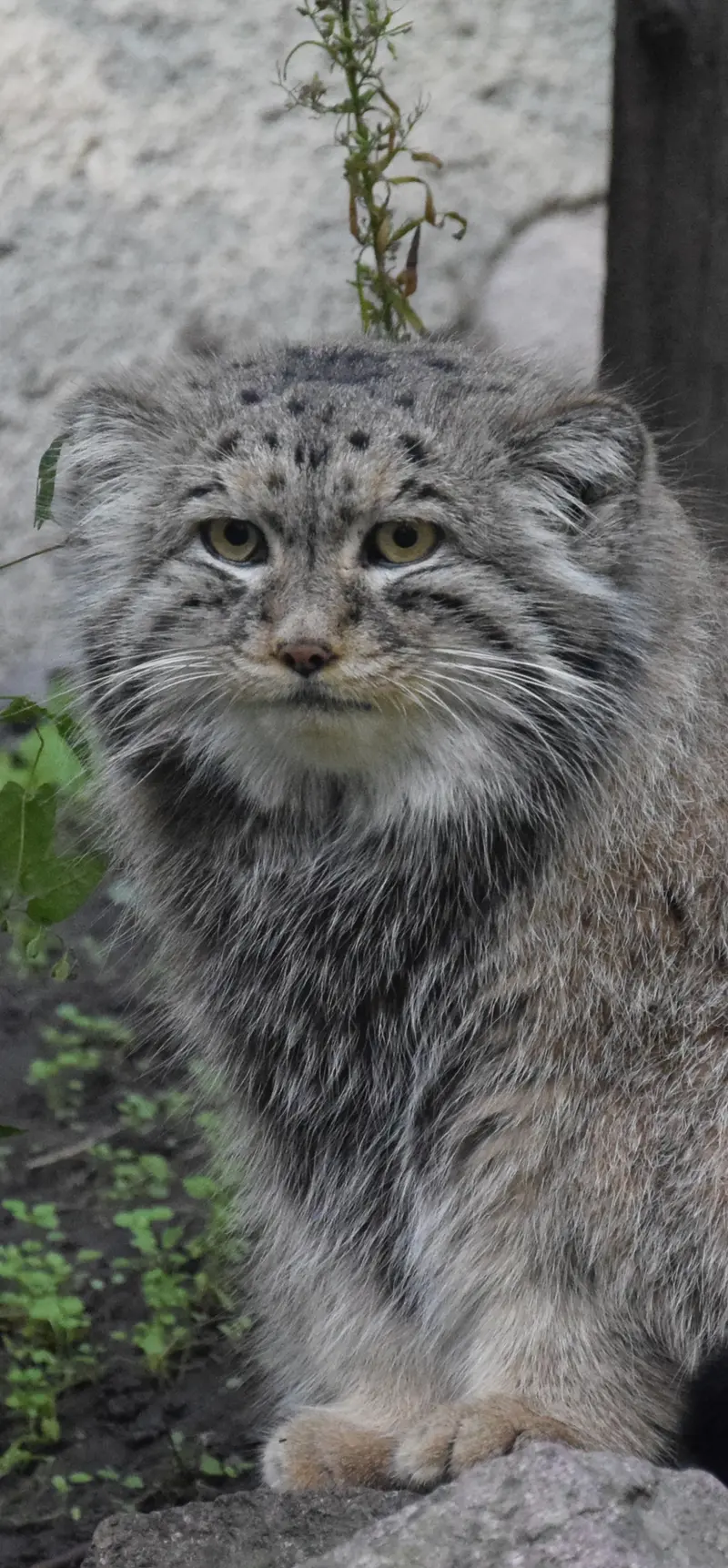 ブダペスト動物園・植物園のボフスの写真