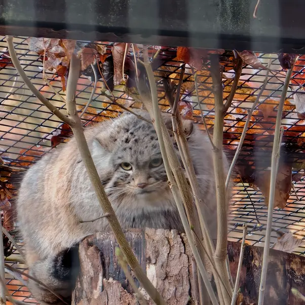 グダニスク動物園のアルタイの写真