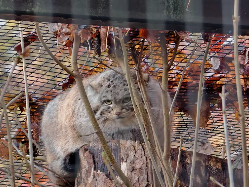 グダニスク動物園のアルタイの写真