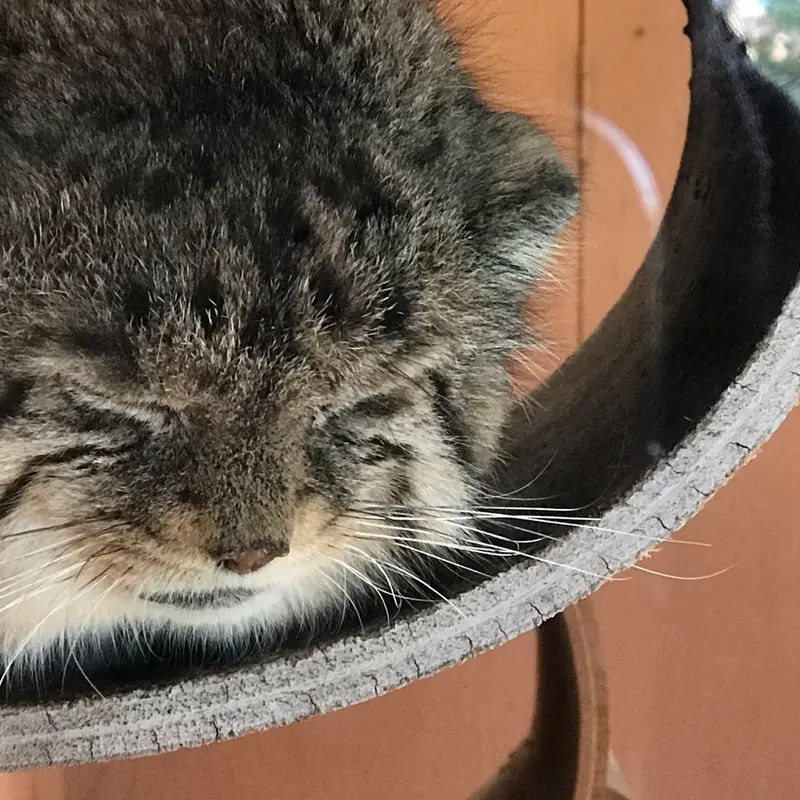 埼玉県こども動物自然公園のセバスチャンの写真