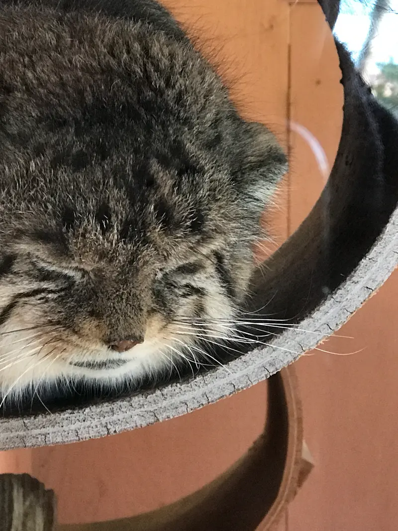 埼玉県こども動物自然公園のセバスチャンの写真