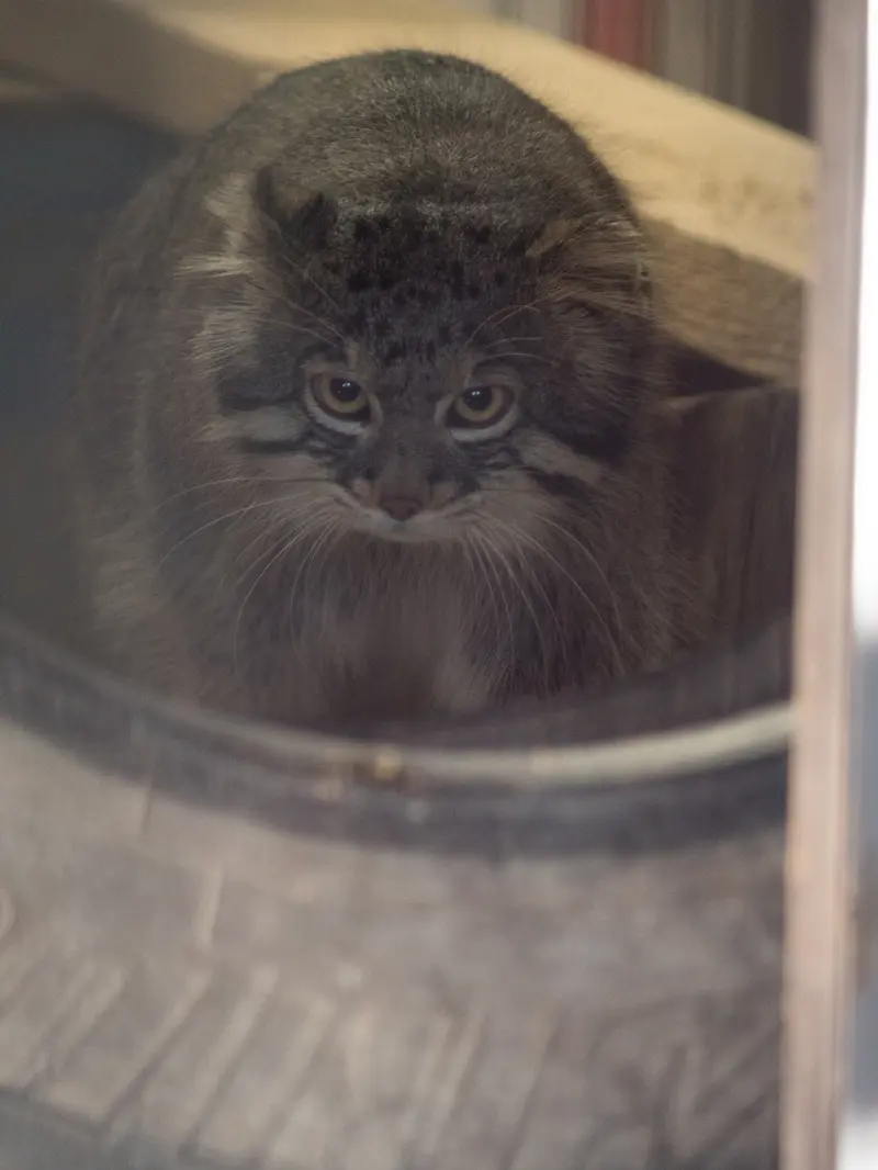 野毛山動物園のフィーガの写真