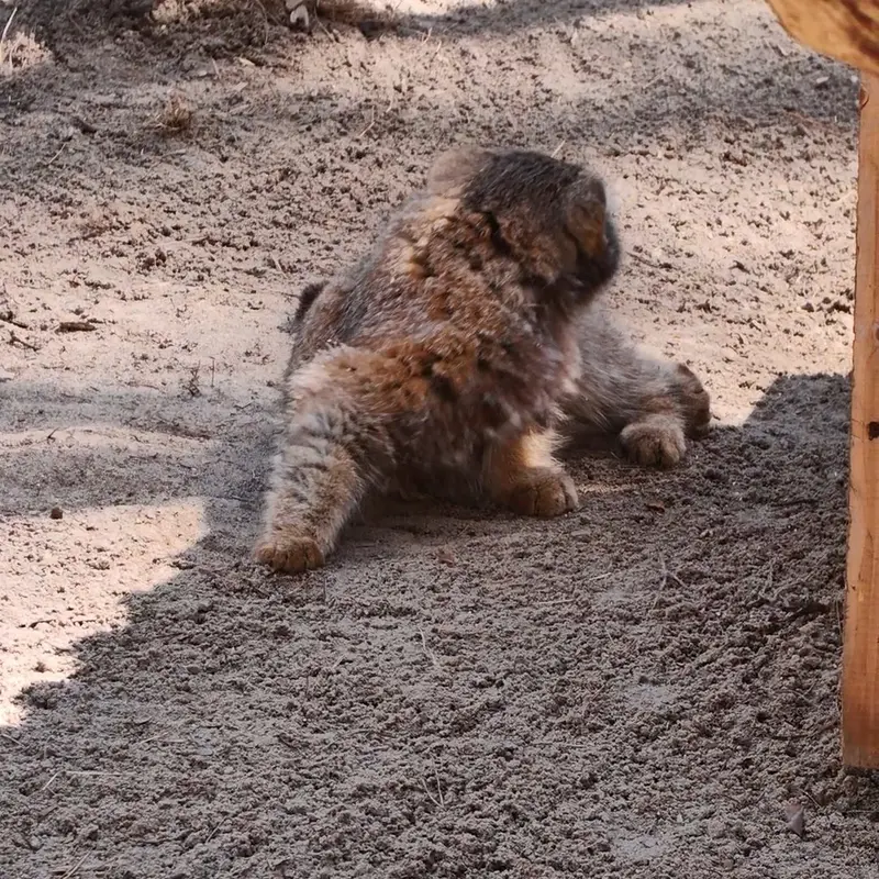 ノヴォシビルスク動物園のマヌルネコの写真