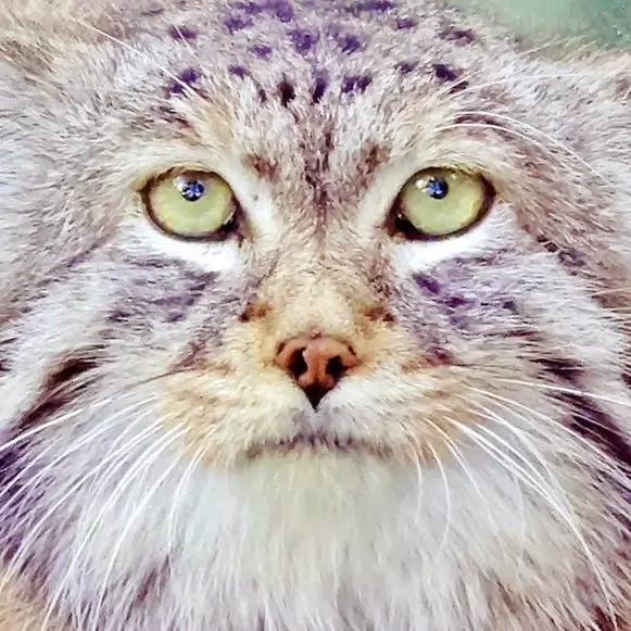 レニングラード動物園のハンの写真