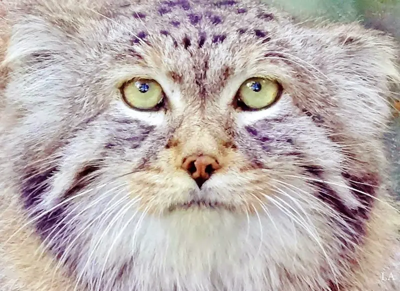 レニングラード動物園のハンの写真