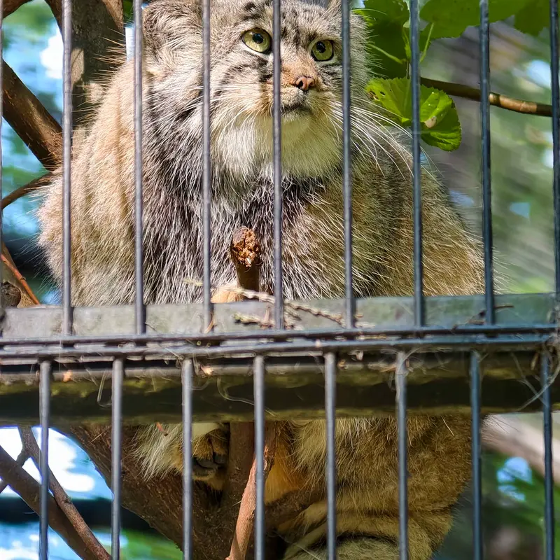 クラクフ動物園のツァスの写真