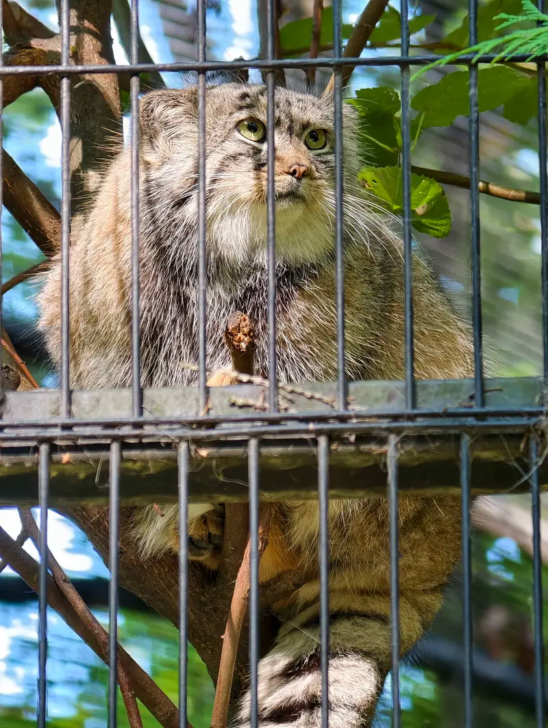 クラクフ動物園のツァスの写真