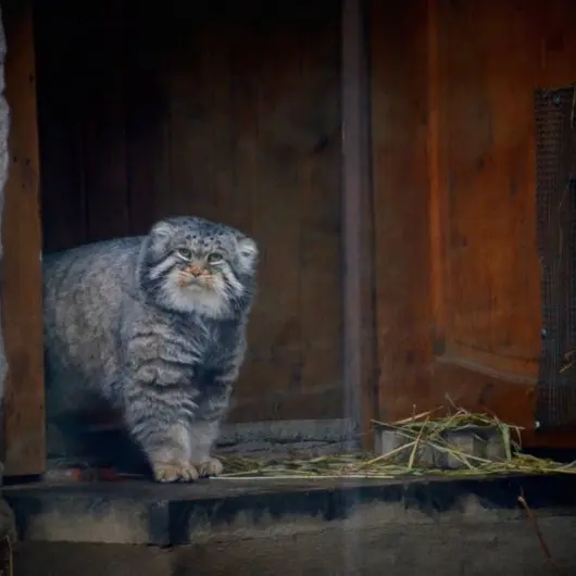 モスクワ動物園のヴァディムの写真
